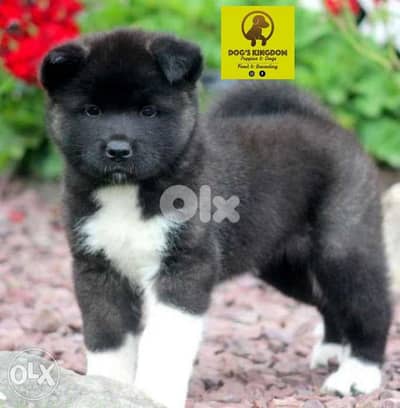 American Akita for sale