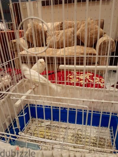 الغبيري بيروت