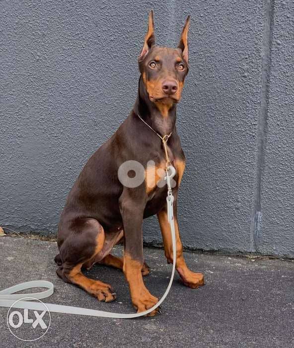 Doberman 0