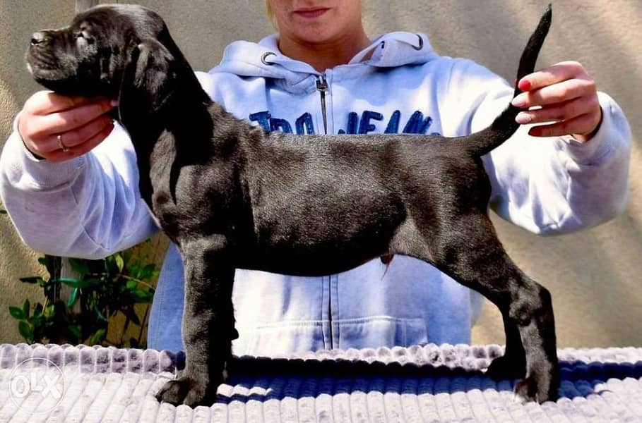Cane corso 0