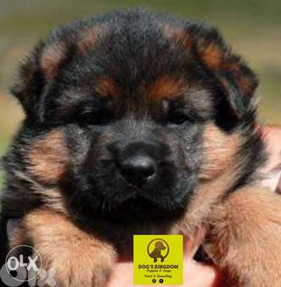 German Shephered -Available For Sale-