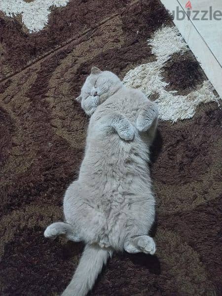 british scottich male for mating 1