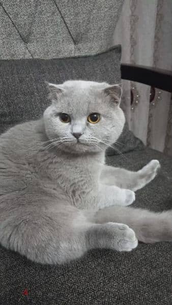 british scottich male for mating 2