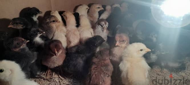 صيصان بلديات للبيع الواحد ب١$ للتواصل 71647918