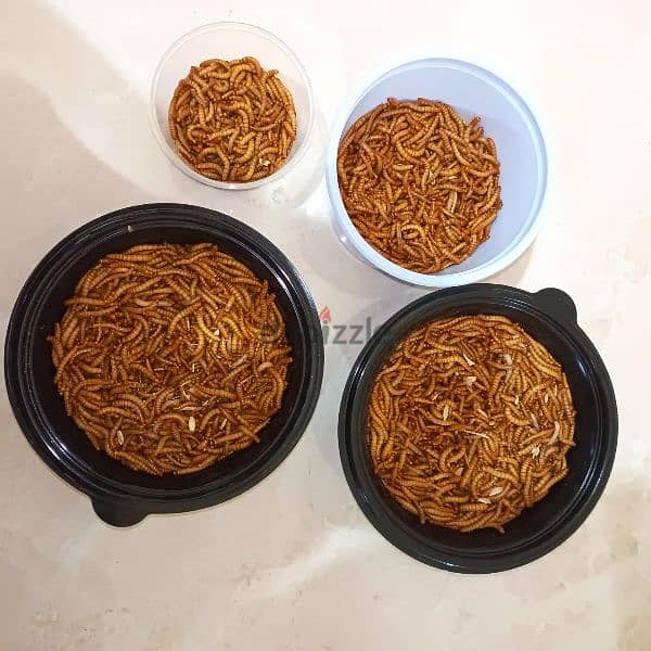 mealworms, دود قبابي 1