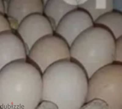 بيض بلدي للتفقيس