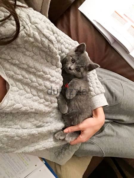 British Shorthair Grey Delivery Available 0