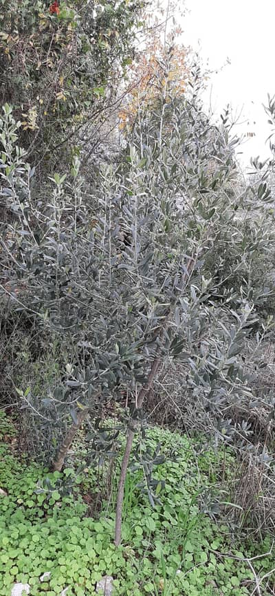 3 Lands for sale in Mrah El Hajj 3 أراضي للبيع في مراح الحاج