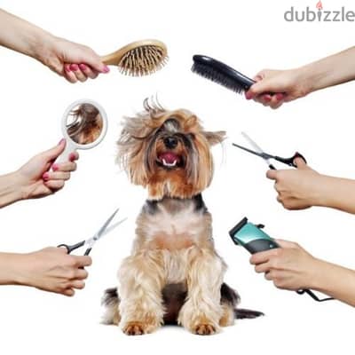 مطلوب حلاق كلاب و بسينات ذات خبرة بالقص غرومر groomer