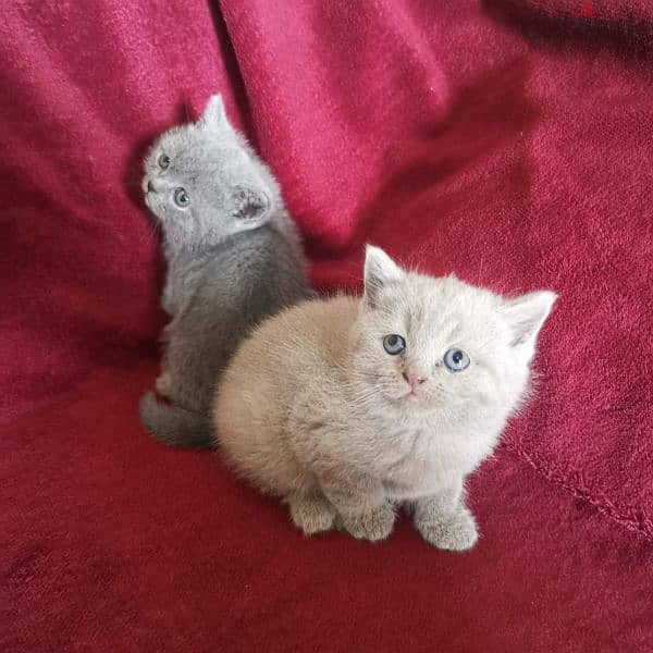 Pure British and Scottish fold kittens 1