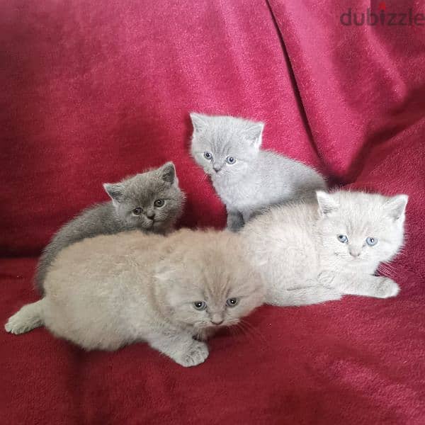 Pure British and Scottish fold kittens 2