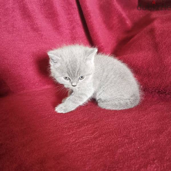Pure British and Scottish fold kittens 5