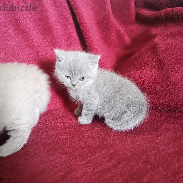 Pure British and Scottish fold kittens 6