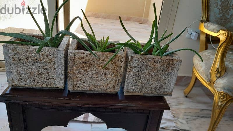 3 aloe vera plants 10$ each 0