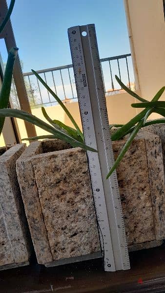 3 aloe vera plants 10$ each 1