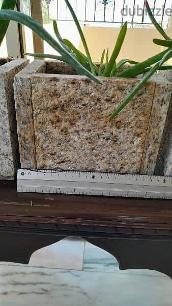 3 aloe vera plants 10$ each 2