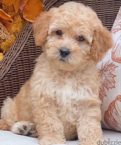 Mini Labradoodle Imported plus Delivery