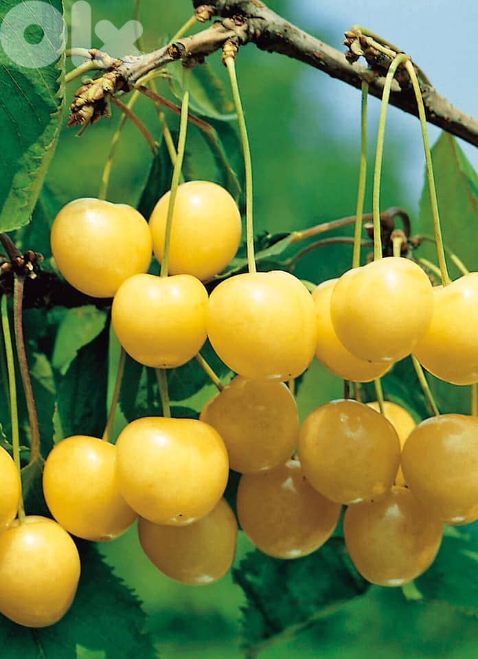 Italian Golden Cherry trees 0