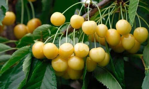 Italian Golden Cherry trees 2