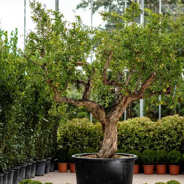 Italian Pomegranate Old Trees 0