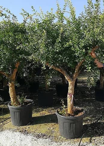 Italian Pomegranate Old Trees 1