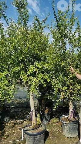 Italian Pomegranate Old Trees 2