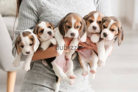 beagle puppies