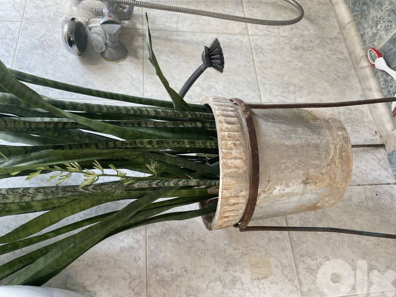 Grey plant planter pots 3