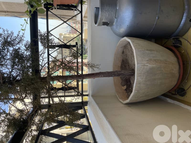 Grey plant planter pots 4