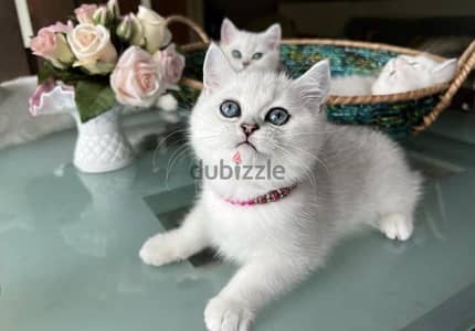 Elegant Silver Chinchilla kitten available! Cat Delivery قطط