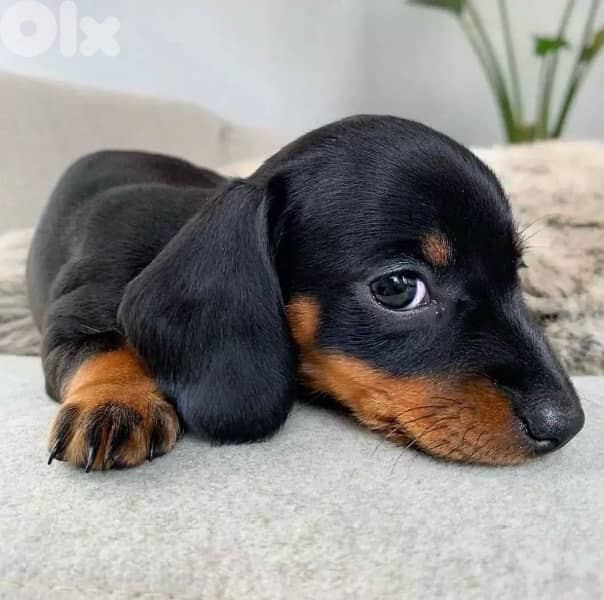 Cute Mini Dachshund black & tan AVAILABLE IN STORE Dog delivery كلاب 0