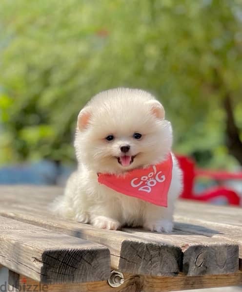Imported white Pomeranian teacup STAYS SMALL pure/ Dog/ Delivery/ كلب 1