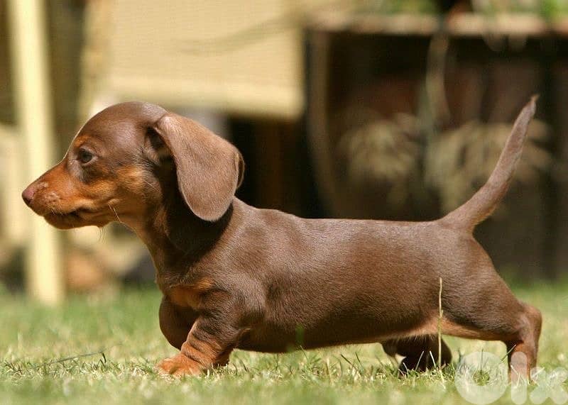 Imported Dachshund chocolate & tan puppy AVAILABLE كلب 0
