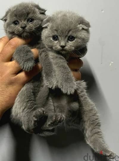 Scottish fold