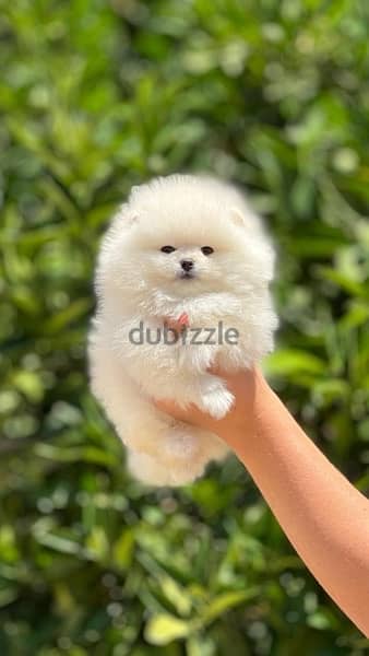 Teacup Puppy Pomeranian imported pure breed /Deliver/yكلاب 1