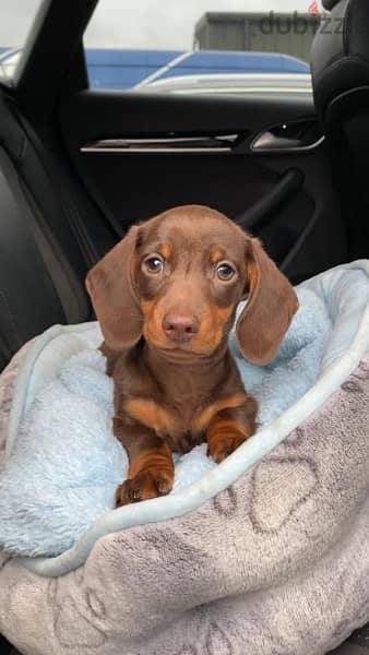 Dachshund chocolate & tan pure breed imported / Delivery / Dog / كلاب