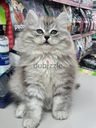 Persian silver chinchilla