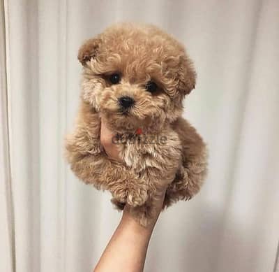 Maltipoo Imported puppy