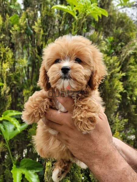 Sweet Maltipoo puppy pure breed imported available/ Dog / Delivery/كلب 0
