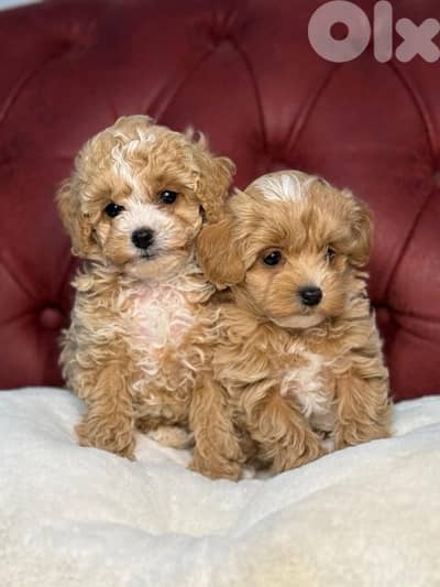 Sweetest Maltipoo puppies imported pure breed/Dog/Delivery/كلب