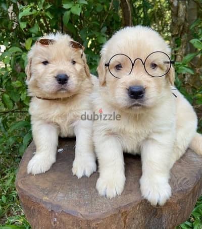 Pure breed Golden Retriever puppies available Dog Delivery كلب