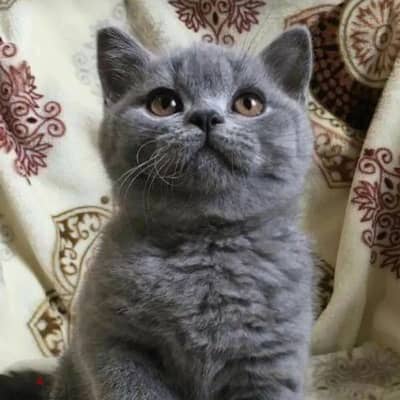 Scottish/British kittens