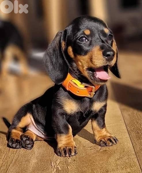 Mini Dachshund black & tan in store كلب Dog Delivery 0