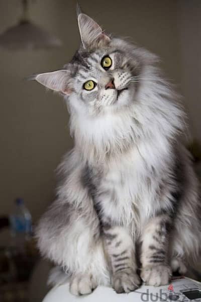 Mainecoon Silver Imported we deliver 0