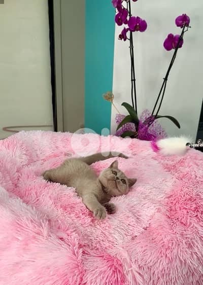 British Lilac short hair kitten / cat / قطط