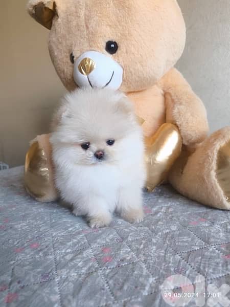 Fluffiest Teacup Pomeranian pure STAYS SMALL Dog Delivery كلب 0