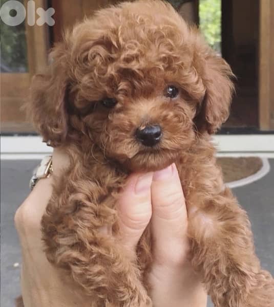 Red brown Toy Poodle puppy STAYS SMALL Delivery available Dog كلاب 0