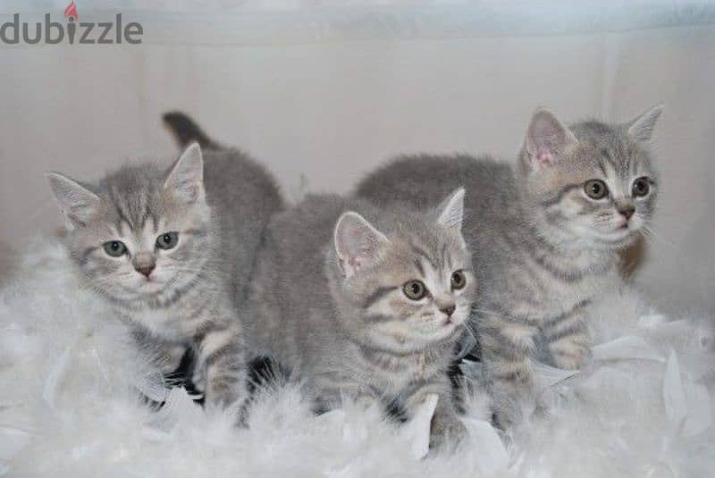British Shorthair Silver Kitten/ cat قطط 0