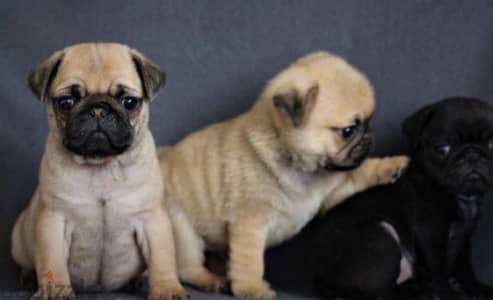 Cutest Imported Pug puppy Delivery available Dog كلب كلاب