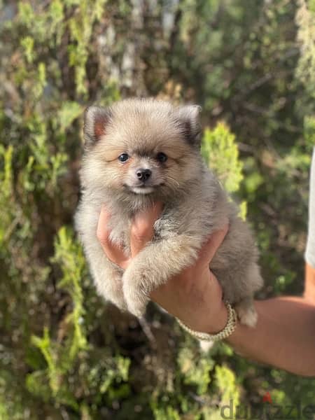 Cutest Teacup Pomeranian Spitz puppy available in store & delivery كلب 0
